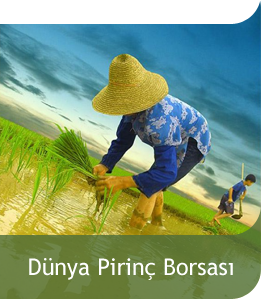 DÃ¼nya PirinÃ§ BorsasÄ±